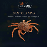 Santola Viva Maja Squinado Uni.