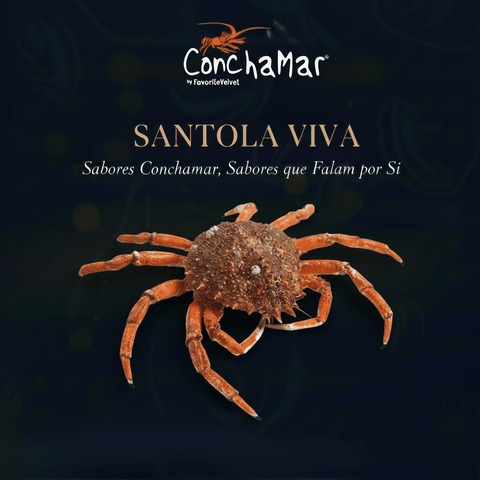 Santola Viva Maja Squinado Uni.