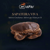 Sapateira Viva Cancer Pagurus Uni.