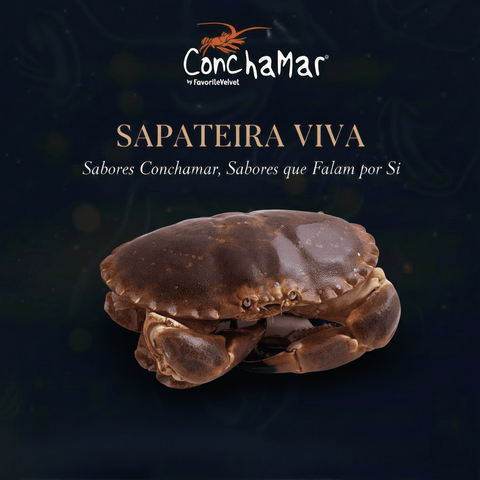 Sapateira Viva Cancer Pagurus Uni.