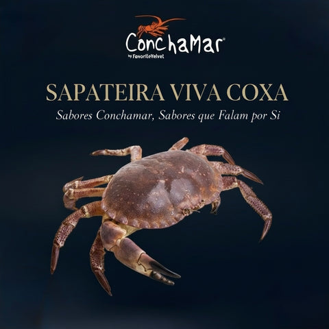 Sapateira Viva Coxa Cancer Pagurus Uni.