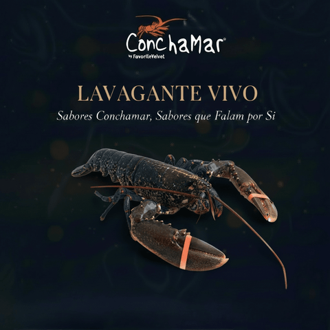 Lavagante Europeu Vivo Homarus Gamarus Uni.