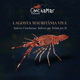 Lagosta Mauritânia Viva Palinurus Mauritanicus Uni. 300/400g aprox.