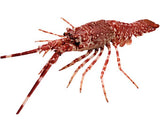 Lagosta Mauritânia Viva Palinurus Mauritanicus Uni. 300/400g aprox.