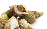 Buzio Vivo Buccinum Undatum 1Kg